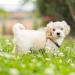 Shop Hacho Tutu Rock for Dogs - Wedding Tulle Tutus for Small & Medium Dogs | White 1 Pack with Hair Loop - Buy Online on GoSupps.com