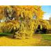 Ginkgo Biloba Seeds Tree - 10 Seeds Very Fresh Seeds