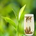 LWXLJMJZC -White Tea Silver Needle-White Tea Silver Needle-Baihao Yinzhen-Chinese White Tea 80g White Tea - Buy Online on GoSupps.com