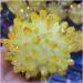 Crystal Rough Natural Crystal Rough 1pcs 300-700g Natural Crystal Cluster Electroplated Yello Crystal Cluster Reiki Stone Crystal Tip House Decorative (Size : 500-600g) - Buy Online on GoSupps.com
