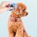 Shop Grooming Knife & Knot Remover for Cats - 2/4PC Pet Massage & Hair Removal Comb for Long-Haired Pets - Buy Online on GoSupps.com