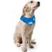 All For Paws Chill Out Dog Bandana Medium - Buy Online on GoSupps.com