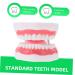 Ultechnovo 3D Tooth Model for Adult Education | Dental Teaching Model & Typodont for Dentists - International Shipping Available - Buy Online on GoSupps.com