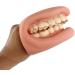 Uigjiog Junction Oral Hygiene Model - Portable Teaching Tool for Toothbrush & Dental Hygiene Education - Buy Online on GoSupps.com