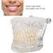 Transparent Acrylic Tooth Model - Dental Teaching Tool for Simulation & Pathological Repair | International Shipping - Buy Online on GoSupps.com