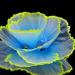 Duozoance Glow-in-the-Dark Artificial Coral Plants for Aquariums - Silicone Blue Decoration | 7.5x5x9cm - Buy Online on GoSupps.com