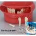 Dental Teaching Simulator with Removable Tooth Model and Rotatable Design Dental Phantom Head Model Dental Training Simulator Manikin for Teaching Practice Learning (Size : Clipped on The Table) - Buy Online on GoSupps.com