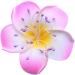 DECORA 20 Bundles 1700 Pieces 3mm Pearl Flower Stamen - Assorted Colors for Card Making Decoration - Buy Online on GoSupps.com