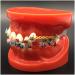 Dytah Toothpodont - Orthodontic Teeth Model with Mental Brackets & Ligature Ties | Red Study Tool for Teaching & Learning - Buy Online on GoSupps.com