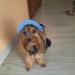Adjustable Blue Dog Sonnen Hat with Ear Holes - Summer Baseball Cap for Small Dogs & Cats | Sun Protection & Outdoor Sports - Buy Online on GoSupps.com