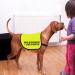 No Dogs/No People Dog Jacket Vest Give Me Space Walking Slogan Warning Vest (No dogs Large) No dogs L EU - Buy Online on GoSupps.com
