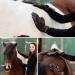 Buy Animalon Fur Care Glove Double Pack Innovative Rubber Grooming Tool for Horses & Dogs | Optimal Fur Change Helper - Buy Online on GoSupps.com
