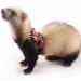 CHIPKART Small Pet Harness with Bowknot and Bell Decor No Pulling Comfort Vest Guinea Pig Harness and Leash Set for Ferret Rats Iguana Hamster(Black) - Buy Online on GoSupps.com