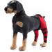 Dog Rear Hind Leg Joint Brace Pet Dog Double Hind Leg Brace Support Belt for Heals Prevents Injuries Sprains Protects Wounds. C Large - Buy Online on GoSupps.com