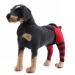 Pet Dog Hind Leg Brace Support Belt Pet Dog Double Hind Leg Brace Support Belt for Heals Prevents Injuries Sprains Protects Wounds. A X-Small