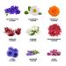 Blue Flower Tea Gift Set - 45 Assorted Tea Bags | Mother's Day Gift for Mom - 9 Flavors Flower Based Tea - Buy Online on GoSupps.com
