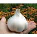 Elephant Garlic, 2 Huge Bulbs! Great for Planting, Eating or Cooking! Non GMO, Organic. Milder Tasting Garlic