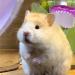 JNAWA 3 Pieces Pet Hair Comb Cleaning Pet Grooming Brushes Pet Bathing Brush Hamster Brushes Nail Cleaner for Guinea Pig Chinchilla Ferret - Buy Online on GoSupps.com