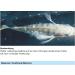 Sera Med Professional Protazole 100 ml - Effective Treatment for Fish Skin Parasites | Aquarium Medicine - Buy Online on GoSupps.com