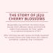 Innisfree Cherry Blossom Dewy Glow Tone Up Cream - Face Moisturizer - Buy Online on GoSupps.com