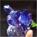 Blue Crystal Titanium Bismuth Silicon Cluster Rainbows Natural Stones and Minerals - Buy Online on GoSupps.com