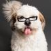 Shop PopetPop Transparent Glasses for Dogs & Puppies - Portable Sunglasses Fun Outfits & Cosplay Accessories - Buy Online on GoSupps.com