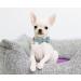 Dogwong Green Pet Collar - Adjustable Comfortable Dog Collar with Removable Fly for Small & Medium Dogs - Perfect Gift for Girls - Pack of 1 - Buy Online on GoSupps.com