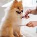 JdXun Pet Comb Set - 2 Stainless Steel Dog & Cat Brushes for Knot Removal | Rounded Teeth Pet Grooming Tools (19 x 3.3cm) - Buy Online on GoSupps.com
