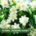 KitaMa Jasmine Massage Oil - Nourishing Aroma Body Oil for Relaxation - 1000ml Thai Care Oil - Buy Online on GoSupps.com