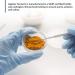 BioTrust Ageless Turmeric: CurcuWIN Extract for 46x Bioavailability - Long Lasting Curcumin with Ginger for Inflammation & Antioxidant Support - 60 Capsules - Buy Online on GoSupps.com