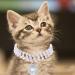 Rayminsino Adjustable Pet Collar with Pearl & Gemstone Design for Cats & Dogs - Elegant White Accessory Jewelry - Buy Online on GoSupps.com