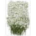 100PCS Dried Pressed Baby's Breath Flowers Bulk - YouthBro Real Nature Ivory White Gypsophila Branches Bouquet for Resin Invitations Wedding Art Craft DIY Card Making - Buy Online on GoSupps.com