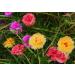 Buy Hua Xian Zi Moss Rose Seeds - 10 000+ Mixed Colors - Portulaca Grandiflora - Fresh International Shipping - Buy Online on GoSupps.com