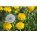 Buy 12000+ GMO-Free Dandelion Seeds | Untreated Herb Plant Collection for Home Garden - International Shipping - Buy Online on GoSupps.com