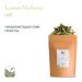 Organic Lemon Verbena Herbal Tea - Handpicked Verveine from Greece - Aloysia Triphylla - 200g Ayurvedic Herbal Blend - Buy Online on GoSupps.com