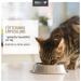 Reavet BallastVet for Cats 50g | Quick Relief for Constipation Digestive Aid & Intestinal Support - Shop Now! - Buy Online on GoSupps.com