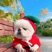 Xiaoyu Dog Hoodies - Warm Sweatshirt Coats for Puppies | Autumn Winter Fruit Hood Designs in Blue - Buy Online on GoSupps.com