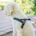 Buy Nobby Norwegian Mesh Preno Harness - Turquoise Size L (50-64 cm) | International Shipping - Buy Online on GoSupps.com