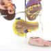 Uigjiog Human Diabetes & Cardiac Model - Coronary Thrombosis & Arterial Education Tool for Blood Vessels Brain Heart Pancreas and Foot Surgery - Buy Online on GoSupps.com