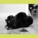 Hoochie Koochie Kitty Catnip 8 oz - All Natural Thick Cut Catnip for Cats - Buy Online on GoSupps.com