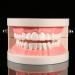 Model Teeth Dental 10 * 8 * 7 1 Piece PVC Dental Teaching Study Standard Model Demonstration Teach Children to Brush Teeth