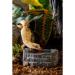 Exo Terra Tiki Water Dish - Hygienic and Decorative Water Dish for Reptiles - Buy Online on GoSupps.com
