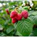 Red Raspberry Seed Oil Organic Cold Pressed Unrefined Natural 2 Fl Oz - Buy Online on GoSupps.com