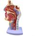 Mouth Nose Throat Pharynx Education Human Body ENT Model Study Model Pathology Nose Throat Model Enlarge The ical Model of Human Organs A+a - Buy Online on GoSupps.com