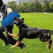 Morezi Heavy Duty Dog Bite Sleeve Training Protection Durable Nylon Fit Pit Bull, German Shepherd, Malinois & Small Dogs Biting Tugging War Toy - Blue - Buy Online on GoSupps.com