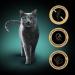 Sheba Nature's Collection Wet Cat Food in Sauce - Turkey 22 x 85g - Finest Quality for Your Cat - Buy Online on GoSupps.com
