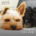 Chewies Maxi Ankle Training Leckerli Mix - 12 x 200g Sugar-Free High Meat Dog Snacks - Ideal Training Treats - Buy Online on GoSupps.com