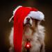 Orbiloc Dog Safety Light- Waterproof LED Dual Night Light for Dogs - High Visibility Running Light - Durable Clip On Flashing Dog Light - Red - Buy Online on GoSupps.com