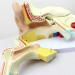 Educational Model Human Ear Model Outer Ear Middle Ear Inner Ear Otolaryngology Ear Structure Model Ear Structure - Buy Online on GoSupps.com