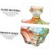 POPETPOP 1pc Nail Art Crystal Cup Nail Care Tools Nail Brush Dip Cup Nail Art Dappen Dish Nail Dappen Dish with Lid Powder Dappen Dish Bowl Nail Art Equipment Nail Cup Acrylic 9.1x9cm Assorted Color - Buy Online on GoSupps.com